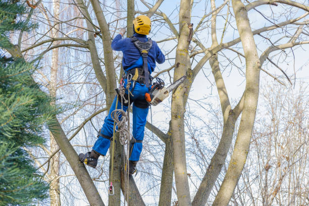 Best Tree Risk Assessment  in Iyanbito, NM